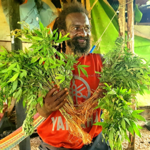 Weed Farm Tour Negril